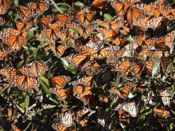 Monarch Butterflies at Cerro Pelon Sanctuary, Mexico