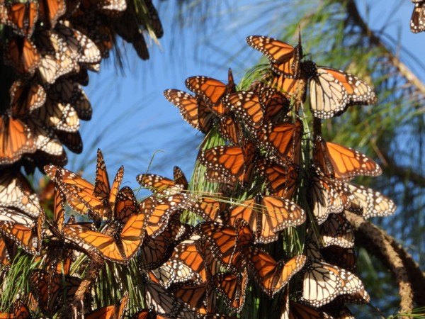 Monarchs basking in the sun at Cerro Pelon Sanctuary, Mexico
