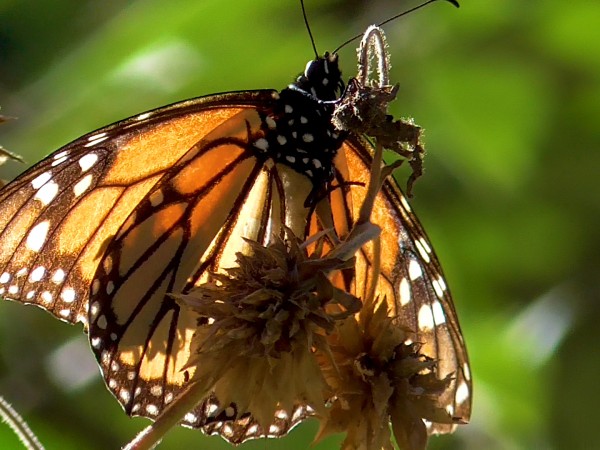 Monarch basking in the sun at Pacific Grove Sanctuary, CA