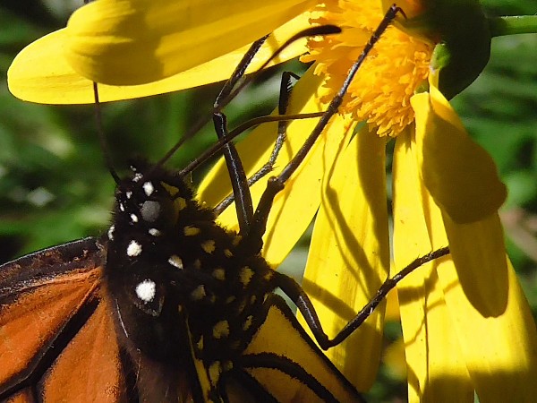 Monarch butterfly nectaring at Pacific Grove Sanctuary, CA