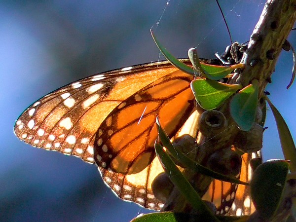 Monarch butterfly at Pacific Grove Sanctuary, CA