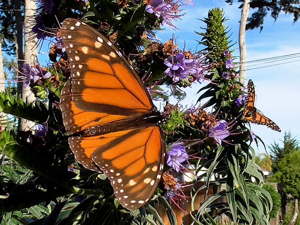 Monarchs nectaring at Pacific Grove Sanctuary, CA