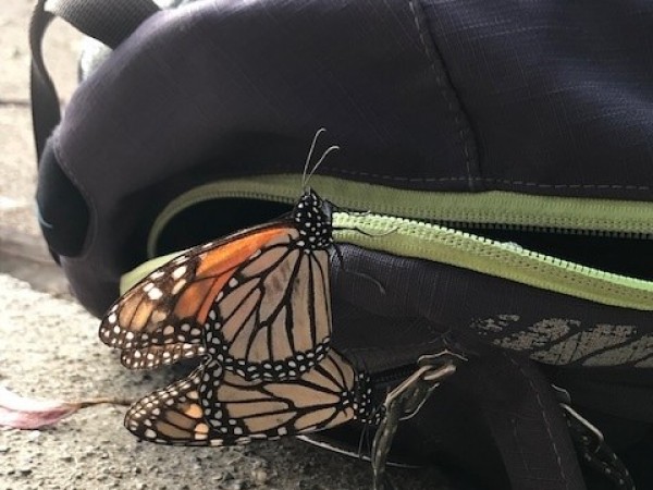 Mating monarchs at Pacific Grove