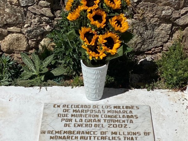 Flowers at monarch grave in Mexico