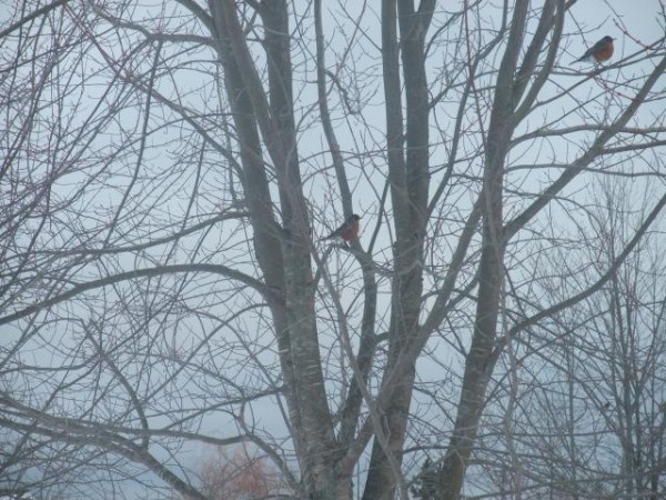 American Robins in Nova Scotia