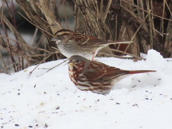 White-throated and Fox Sparrow