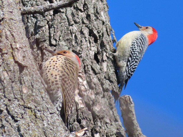 Northern Flicker and Red-bellied Woodpecker