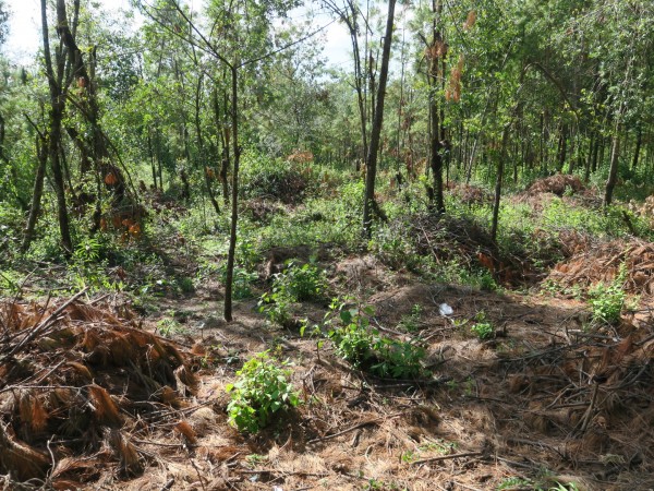 Clearing land for avocados near the Monarch Butterfly Biosphere Reserve, Mexico.
