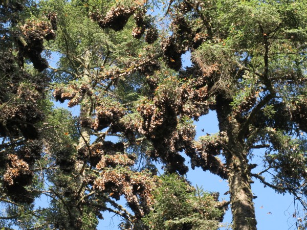 Clusters of monarchs at Sierra Chincua Sanctuary