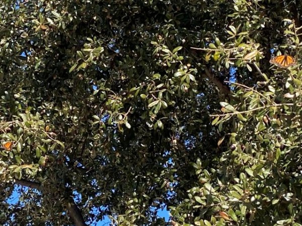 Monarchs up in oak trees in Arizona