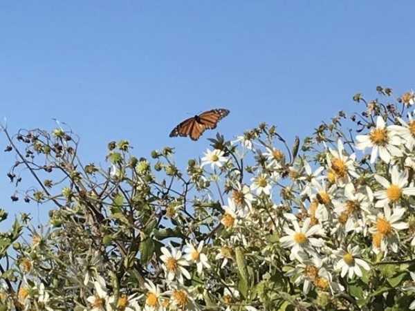 Monach butterfly in California
