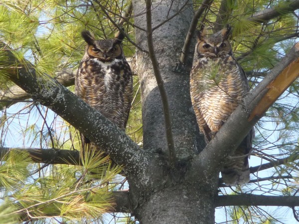 Male and female Great Horned Owl