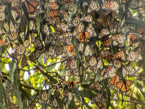 Monarchs as Pismo Beach, CA