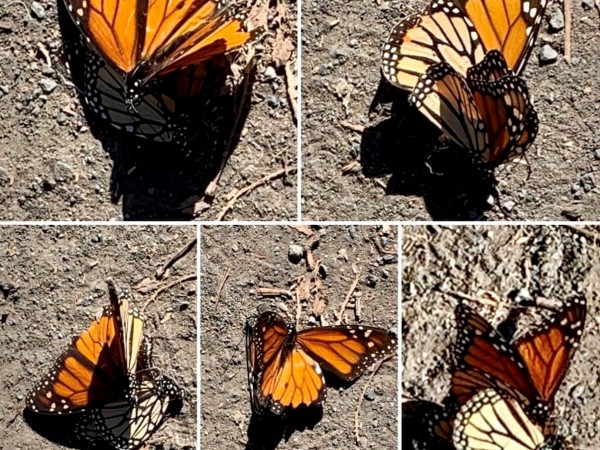 Mating monarchs at Pismo Beach