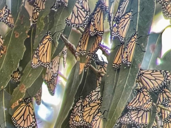 Cluster of monarchs at Pismo Beach Grove, CA