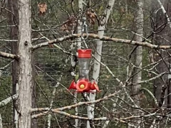 Ruby-throated Hummingbird at feeder in South Carolina