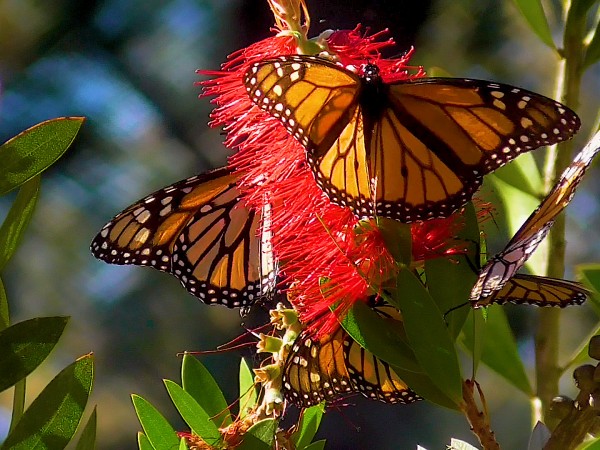 Monarch Butterflies at Pacific Grove Sanctuary