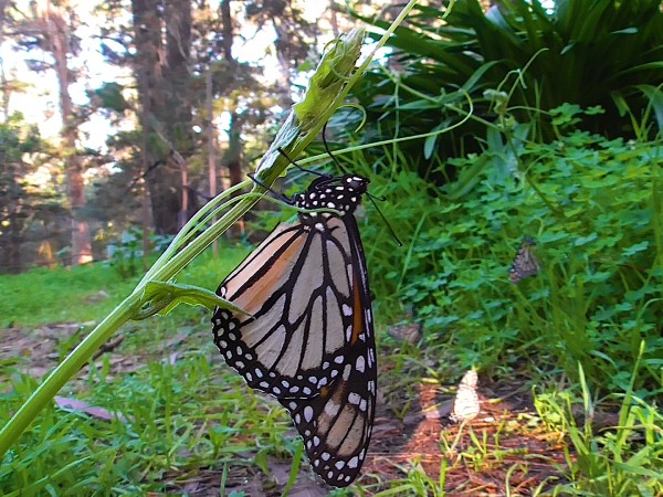 Monarch Butterflies at Pacific Grove Sanctuary