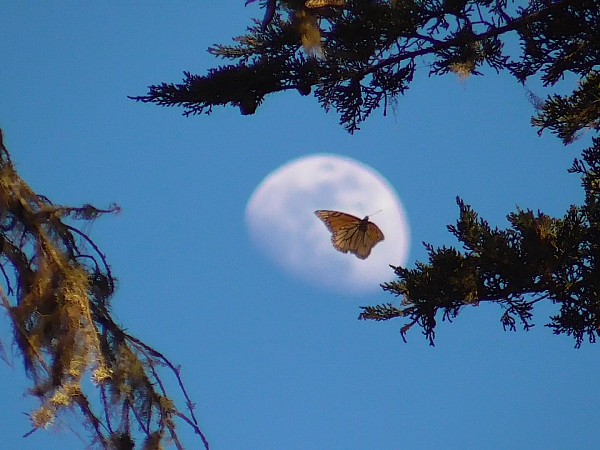 Monarch at Pacific Grove Sanctuary, CA