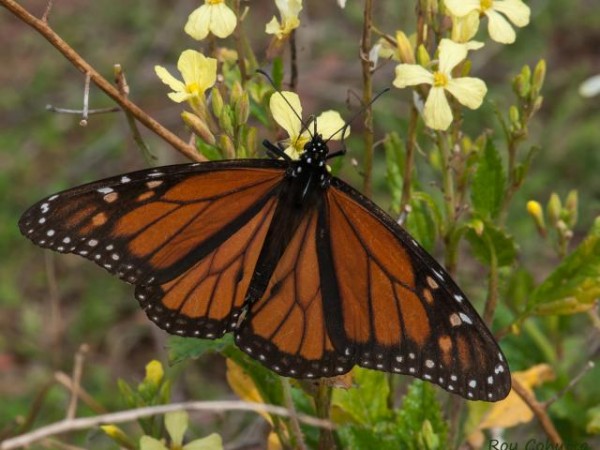 Monarch nectaring in Georgia