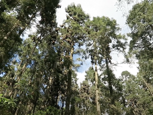 Overwintering monarchs at Sierra Chincua Sanctuary, Mexico