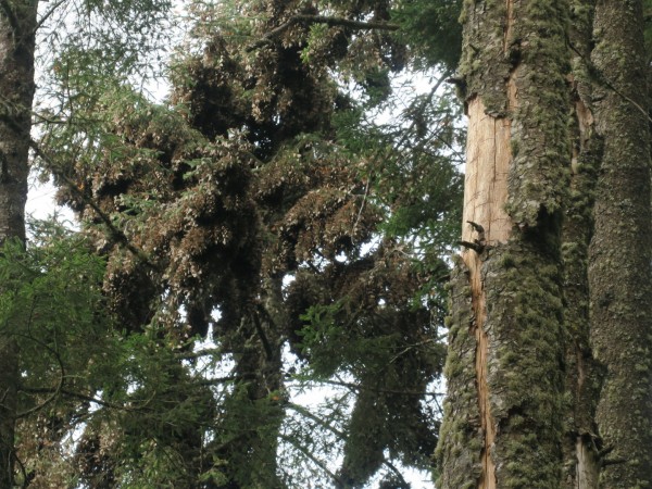 Monarchs at Sierra Chinca Sanctuary