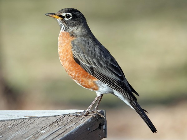 American robin in West Virginia