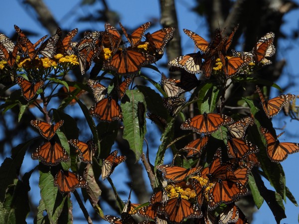 Monarchs nectaring at Cerro Pelon Sanctuary