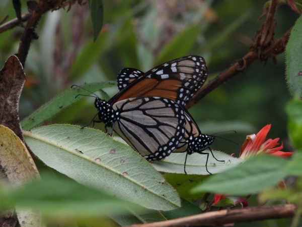 Monarchs mating at Cerro Pelon Sanctuary