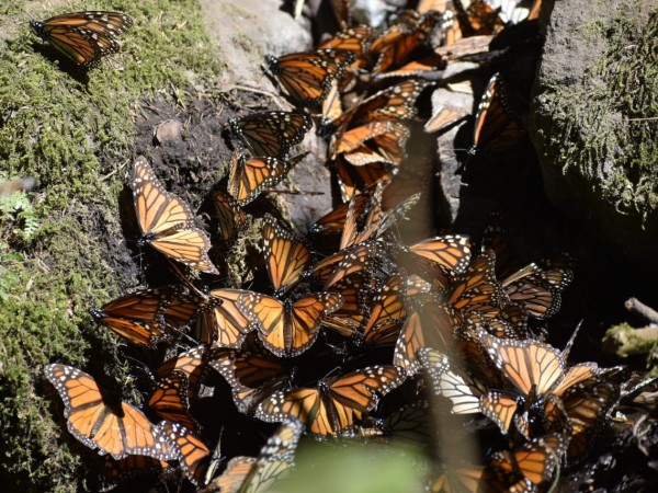 Monarchs drinking at Cerro Pelon Sanctuary