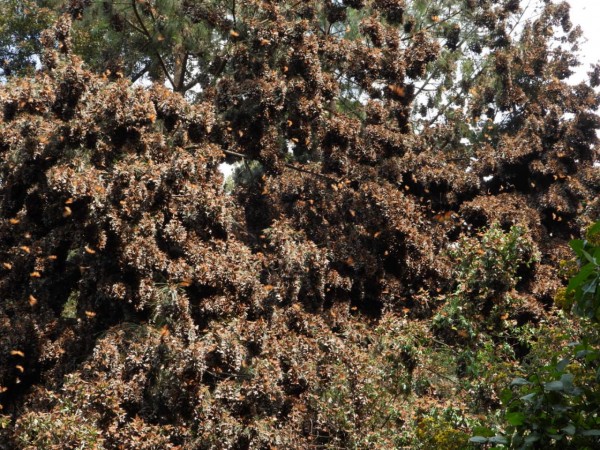 Monarchs at Cerro Pelon Sanctuary