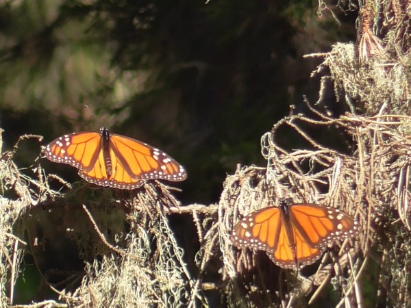 Monarchs at Pacific Grove, CA