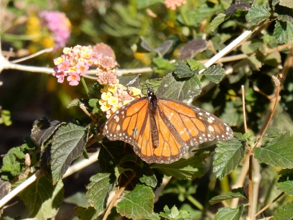 Monarch butterfly in Arizona 