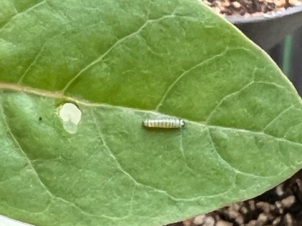 Milkweed and monarch larva