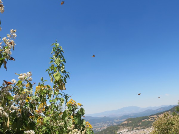 Monarchs flying in Mexico