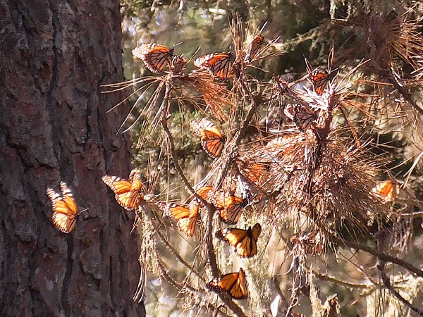 Monarchs at overwintering site in California