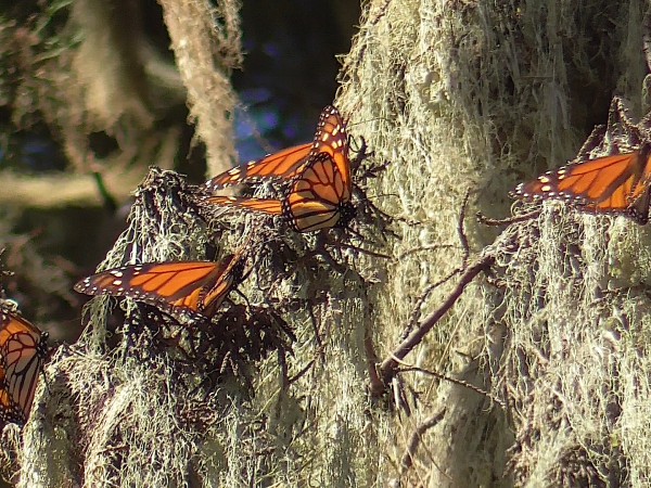 Monarchs basking in the sun at Pacific Grove Sanctuary, CA