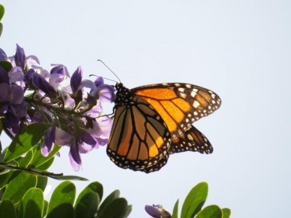 monarch in texas