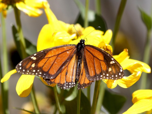 Monarch butterfly nectaring in Texas