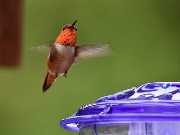 Rufous Hummingbird 