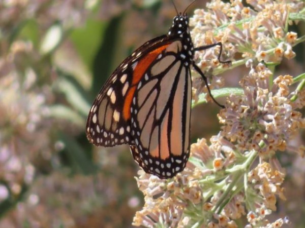 Monarch butterfly in Arizona