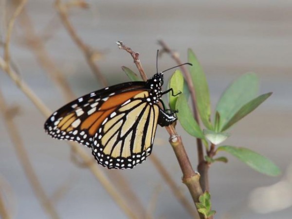 Monarch butterfly laying eggs