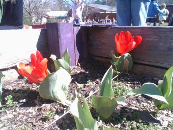 Tulips blooming in Georgia