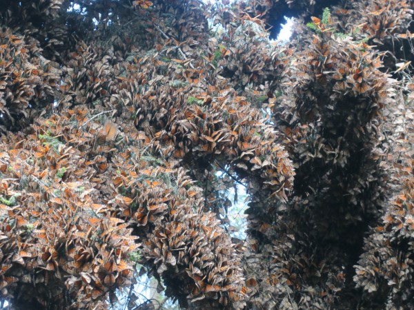 Monarchs at El Rosario Sanctuary