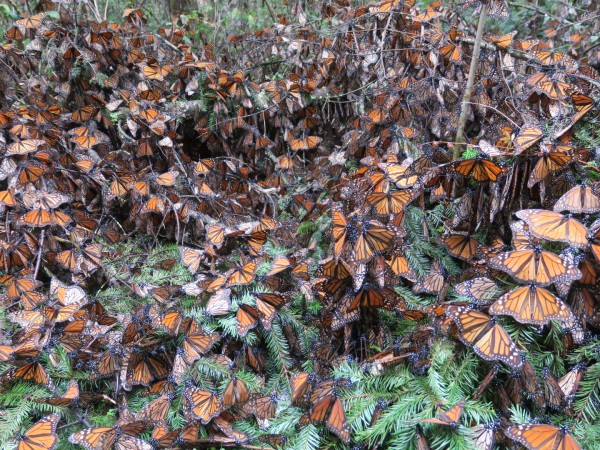 Monarchs gather on the ground to stay warm and catch sunlight in Mexico
