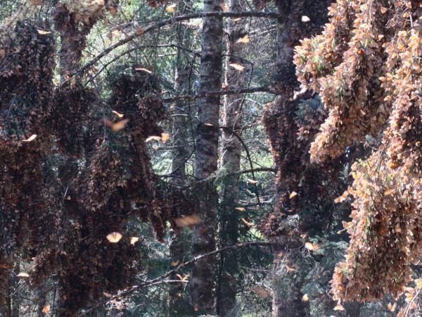 Colony of monarchs in Mexico