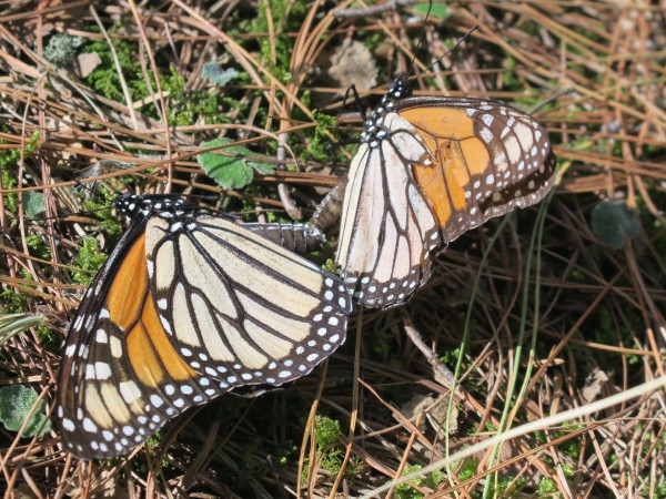 Mating monarchs in Mexico