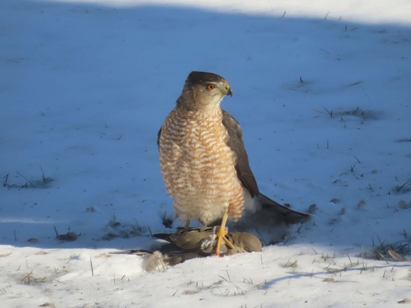 Cooper's Hawk with Mourning Dove