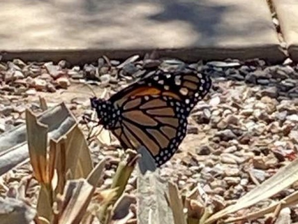 Monarch butterfly in Arizona