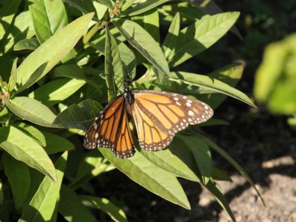 Monarch Butterfly in Texas